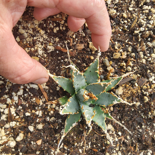 Agave utahensis var. eborispina EXCELLENT clone | Steve Super Gardens