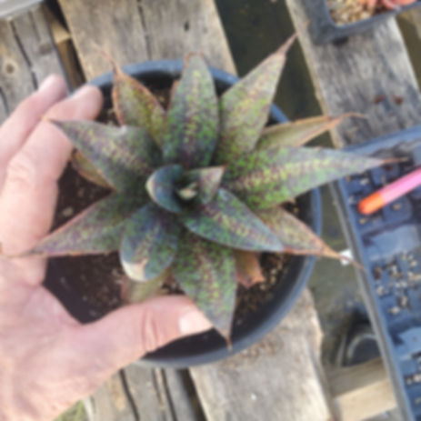  Mangave #6. Unique, from our seedling batch 