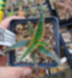 Thumbnail: Aloe hybrid 'Island Sunrise' . Steve Super Gardens exclusive.