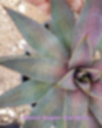 Mangave 'Watercolor' Steve Super Gardens introduction
