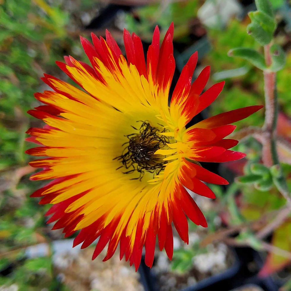 Thumbnail: Drosanthemum micans