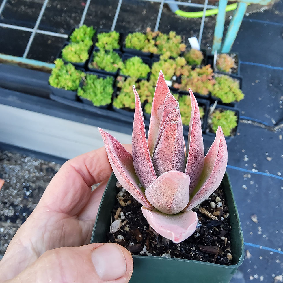 Thumbnail: Hybrid Crassula 'Ruby Lotus'