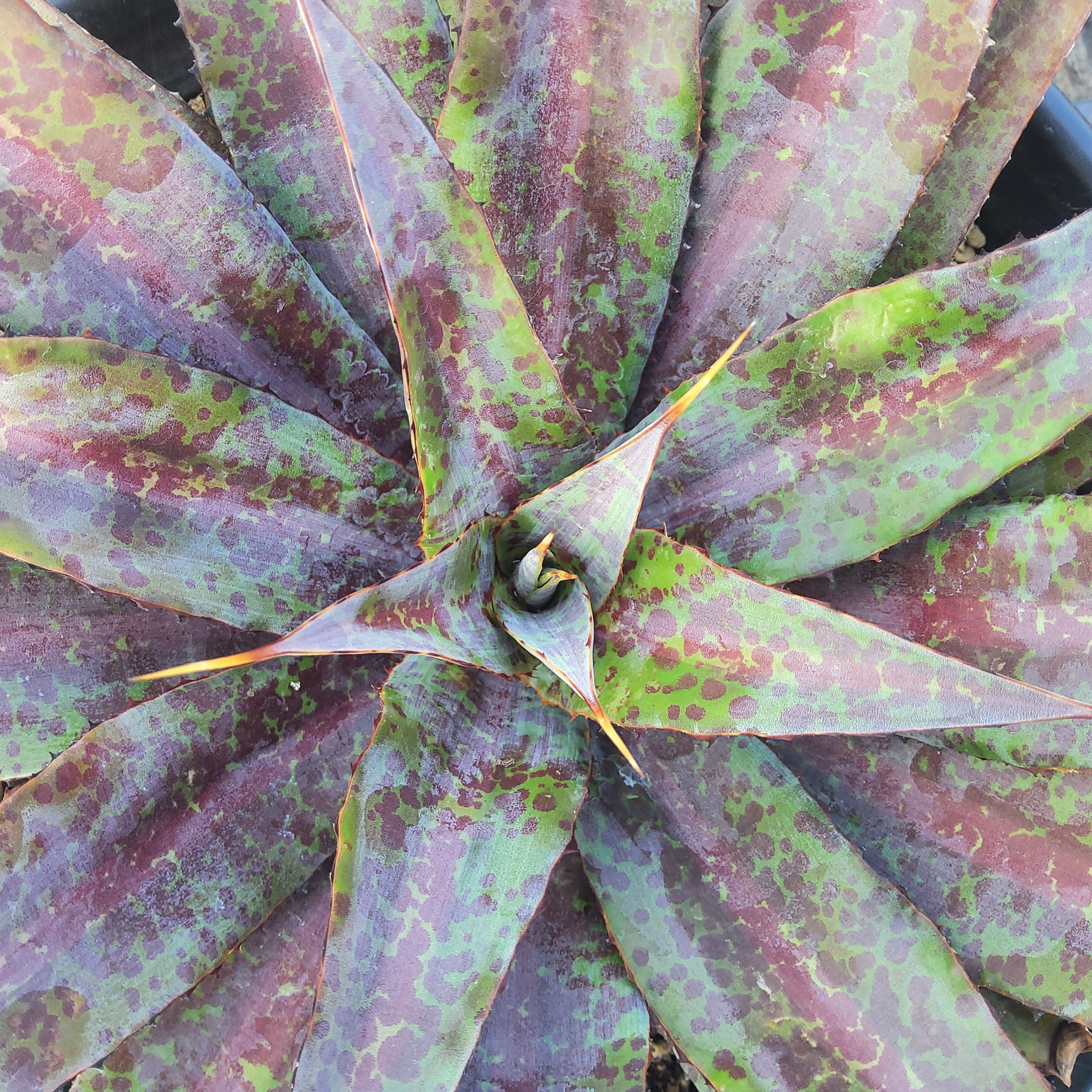 Mangave #1. Unique, from our seedling batch 