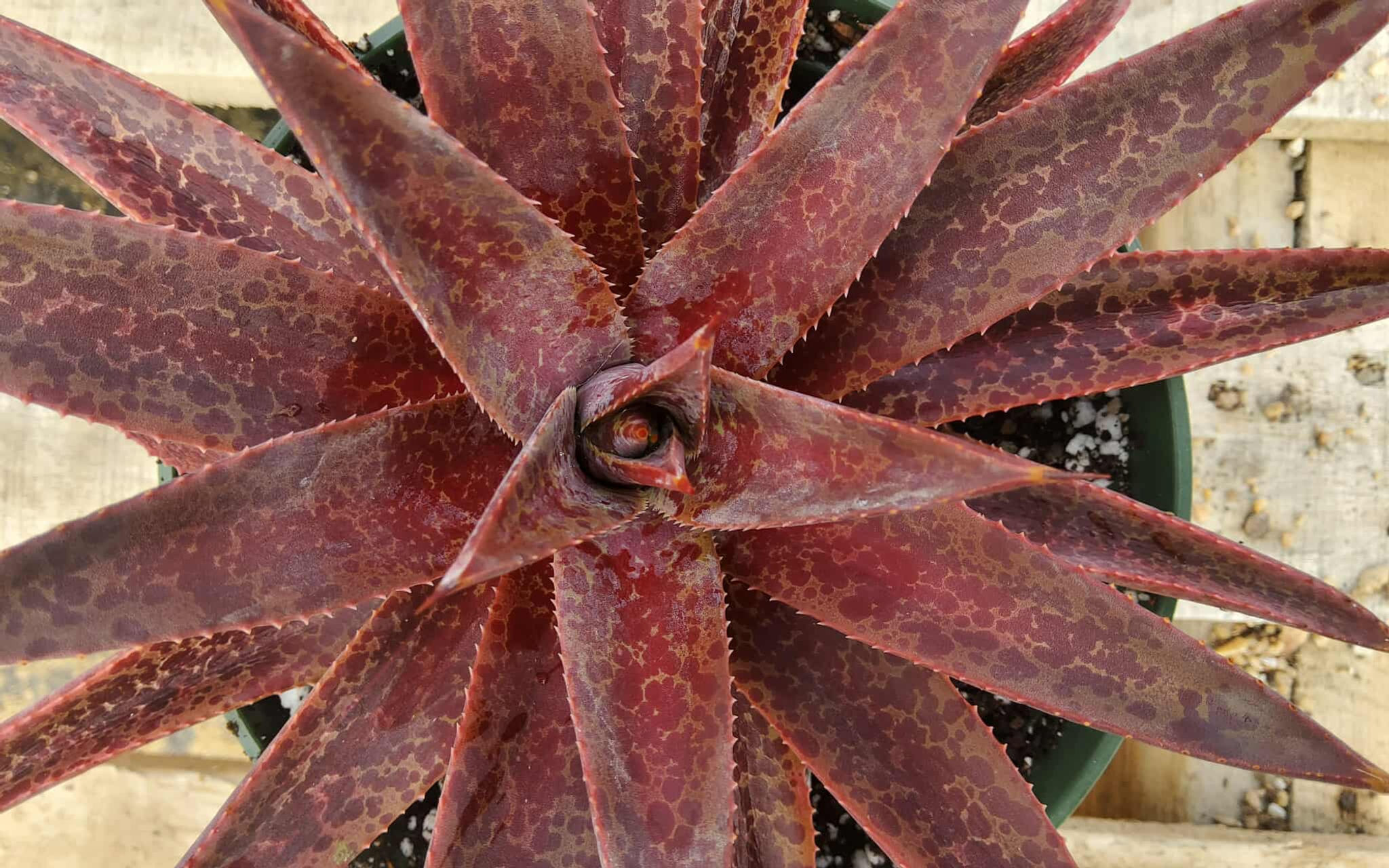 Mangave 'Raven's Blood' Steve Super Gardens introduction