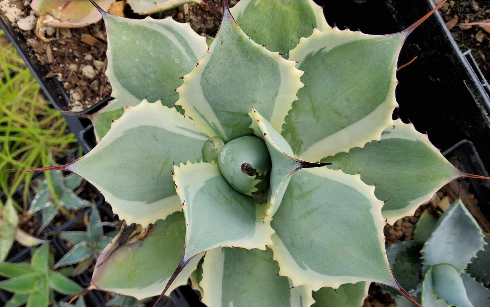 Agave potatorum 'Eye Scream'