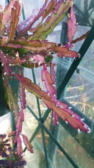 Thumbnail: Lepismium cruciforme