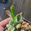 Thumbnail: Crassula ovata 'Legolas'. A.K.A variegated Crassula 'Hobbit'