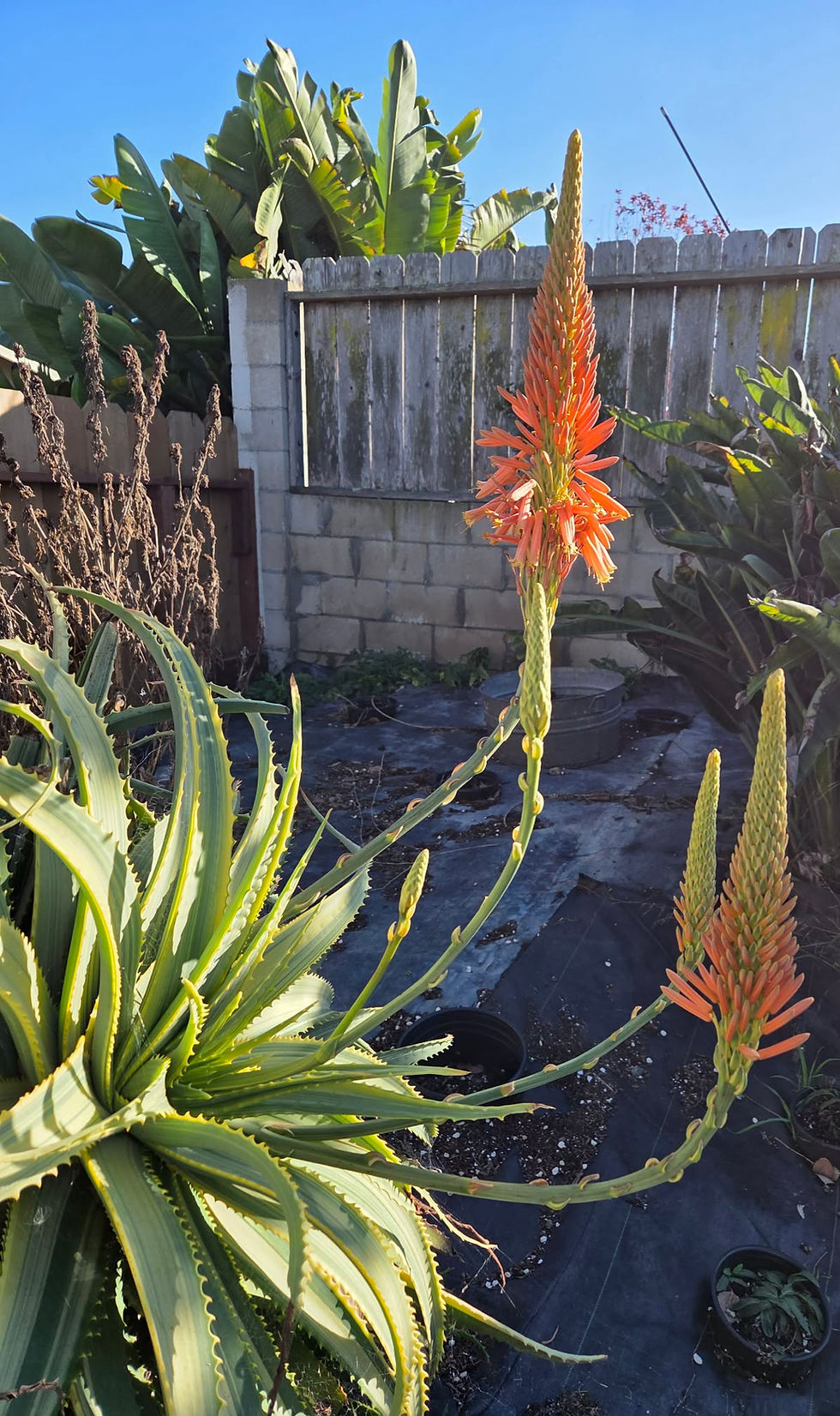 Thumbnail: Aloe 'Moonlit Tiger'