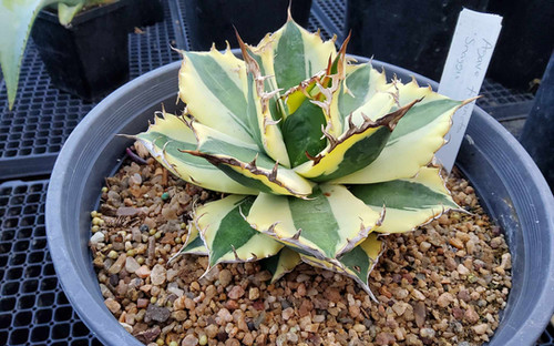Agave titanota 'Snaggletooth' Nice specimen | Steve Super