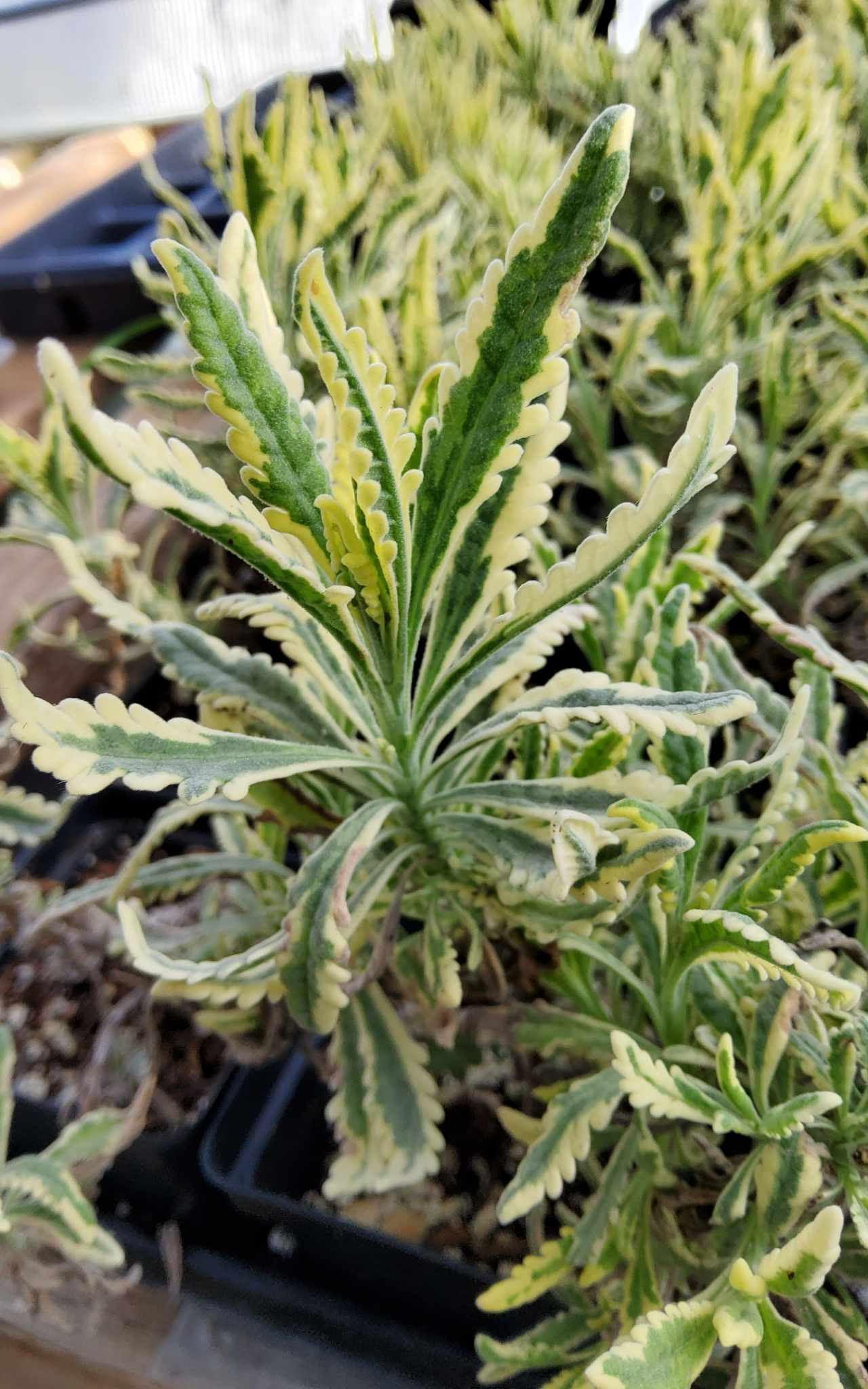 Variegated 'Meerlo' Lavender plant
