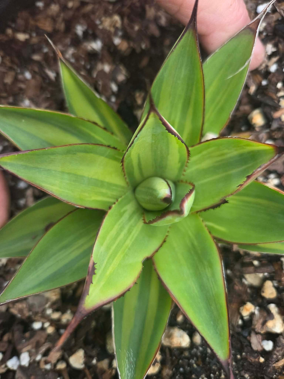 Thumbnail: Agave 'Blue Glow' var. Striata
