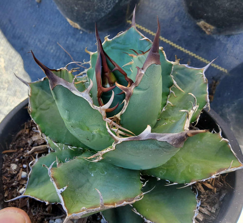 Agave oteroi (Formerly titanota) NICE SPECIMENS | Steve