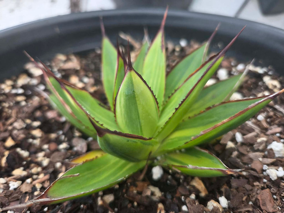 Thumbnail: Agave 'Blue Glow' var. Striata