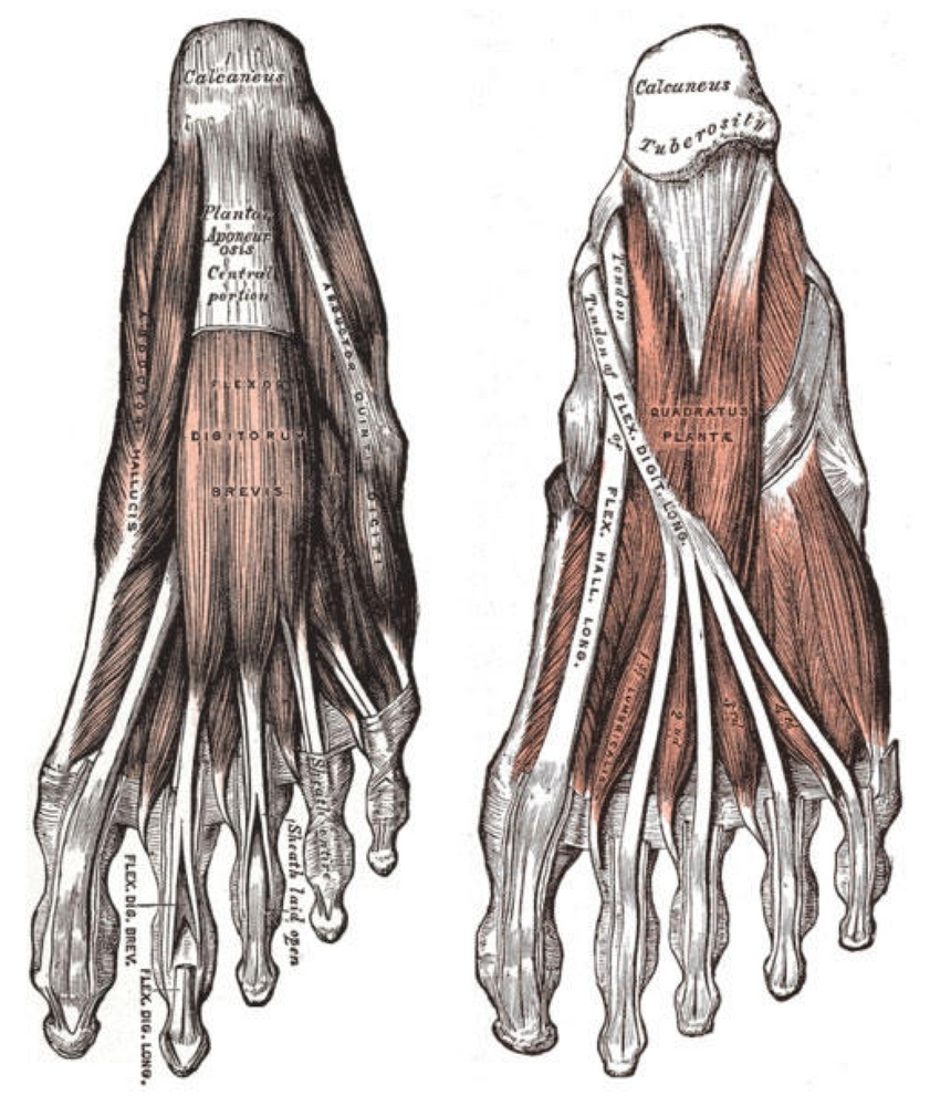 Toes have ligaments and tendons too.