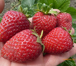 сельва. фото и описание сорта