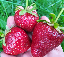 кабрилло. фото и описание сорта