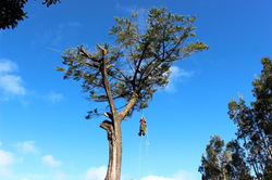 JoshuaTreeServicesMauiTB4