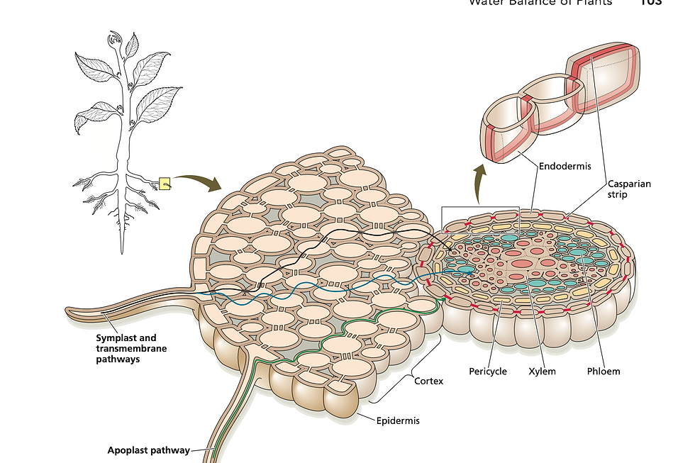 Screenshot 2024-09-08 at 6.31.05 PM.png