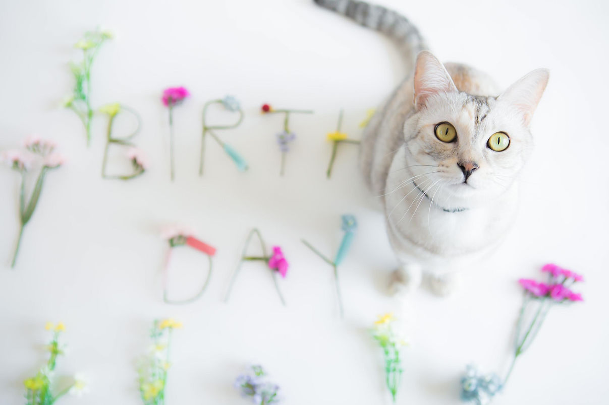 カラーズ　キャット