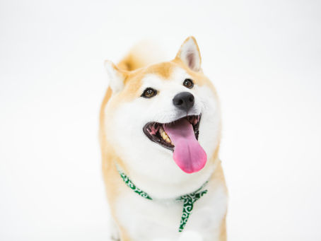 ペットフォトはじめます