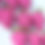 Thumbnail: Hot Pink Chocolate Covered Strawberries