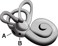 Inner_ear_1.png