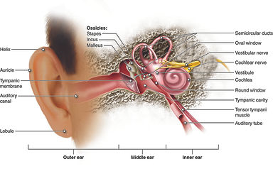 inner ear.jpg