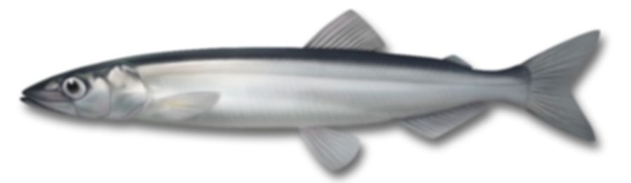 capelin.jpg