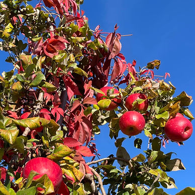 mead orchards peak apple picking season _edited_edited.jpg