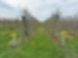 Mead Orchards Ruby Frost.jpg
