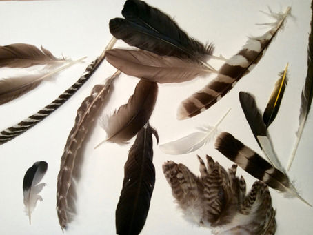 Pennies (Feathers) From Heaven