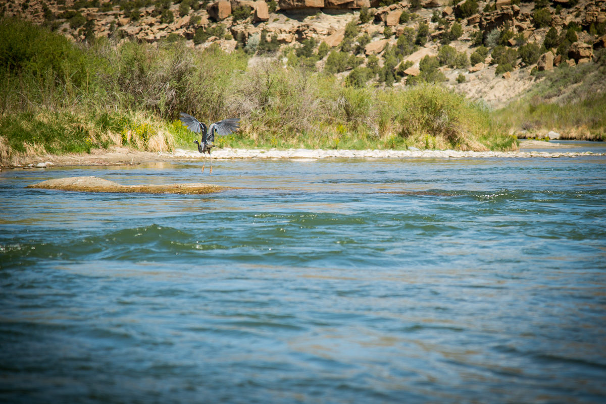 Fly Fishing Trips Durango Colorado Optimistic Outfitters