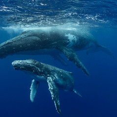 nuevas-ballenas-azules.jpeg
