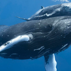 8q90217t58_Humpback_Whale_and_Calf_WW2131047.jpeg