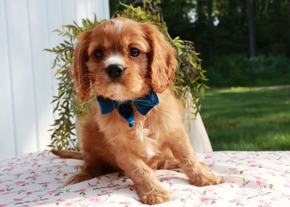 cavalier king charles puppy for sale