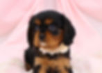 Cavalier Puppy For Sale
