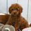 Thumbnail: Toy Poodle Puppy For Sale 