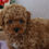 Thumbnail: Mini Poodle Puppy For Sale 