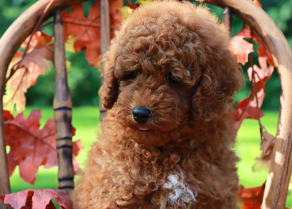 Thumbnail: Mini Poodle Puppy For Sale 