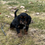 Thumbnail: Cavalier Puppy For Sale 