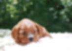 Thumbnail: cavalier king charles puppy for sale 