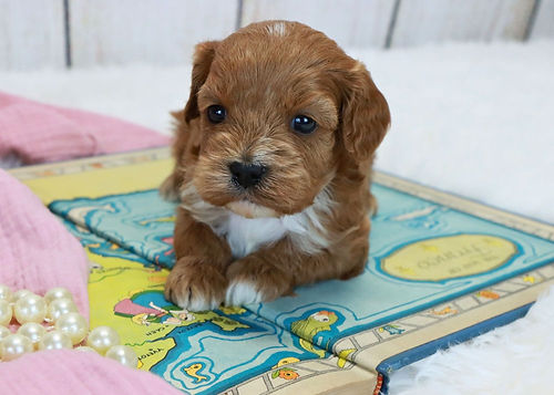 cavapoo puppy for sale 