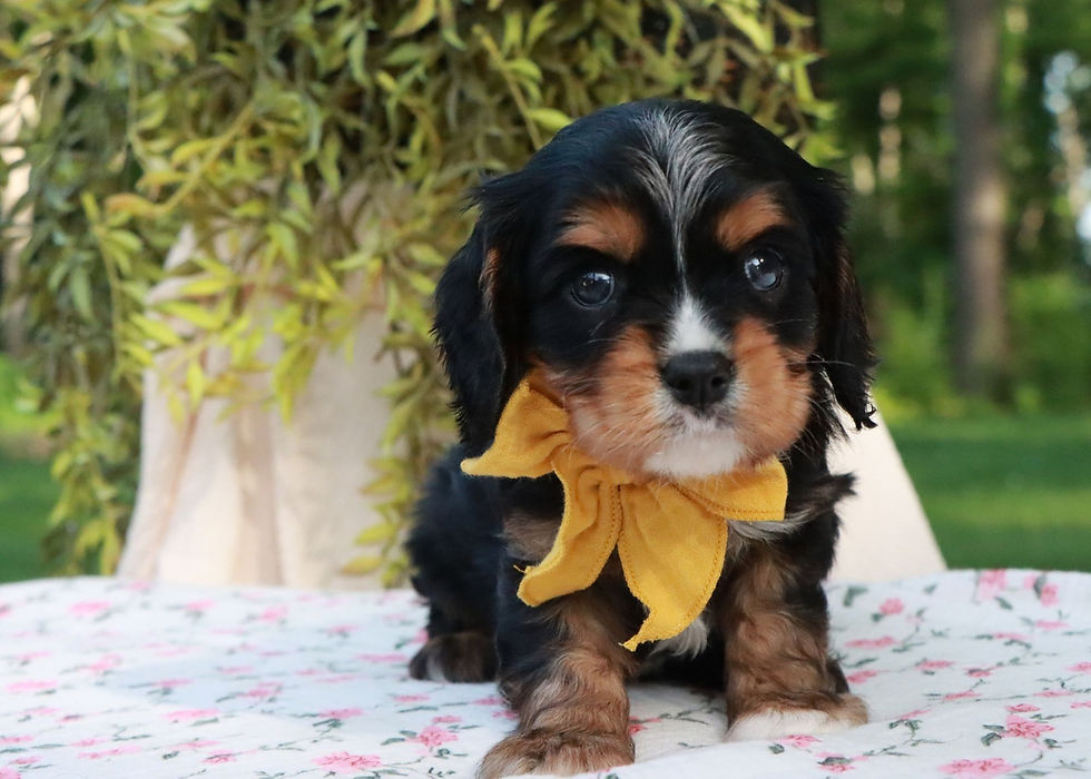 cavalier king charles puppy for sale