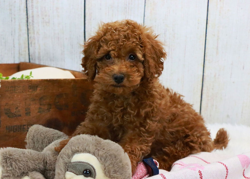 Toy Poodle Puppy For Sale