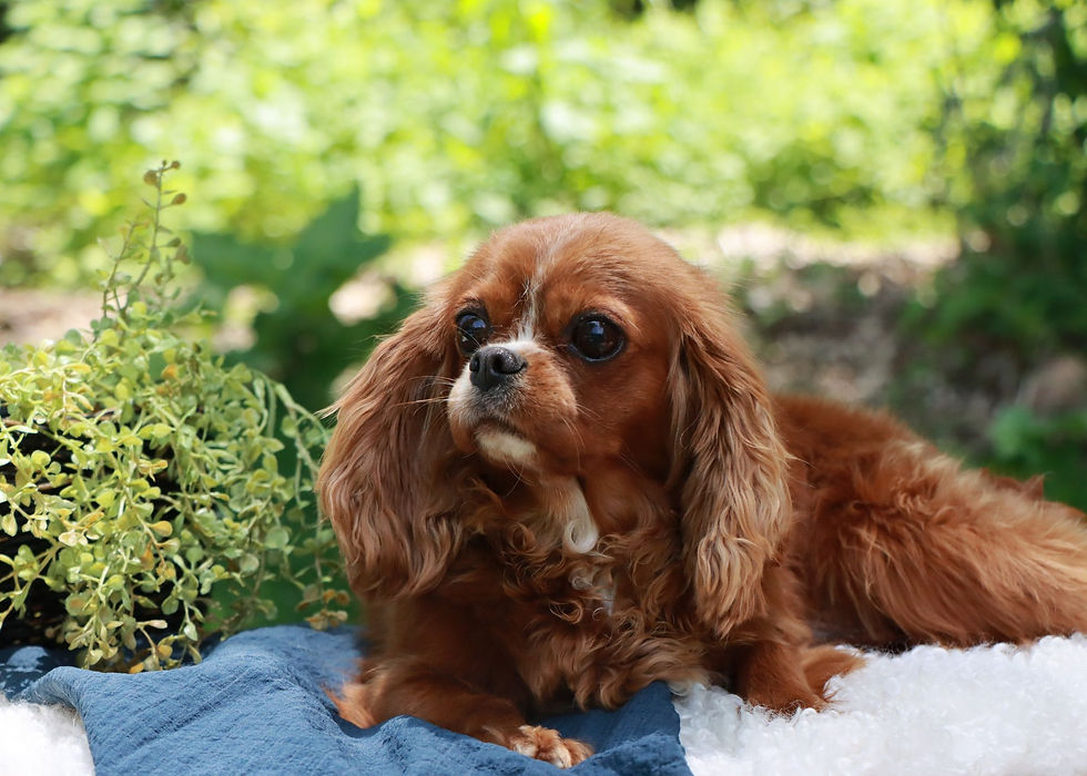 cavalier king charles spaniel puppy for sale
