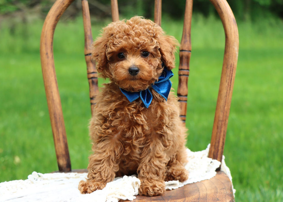 Toy Poodle Puppy For Sale