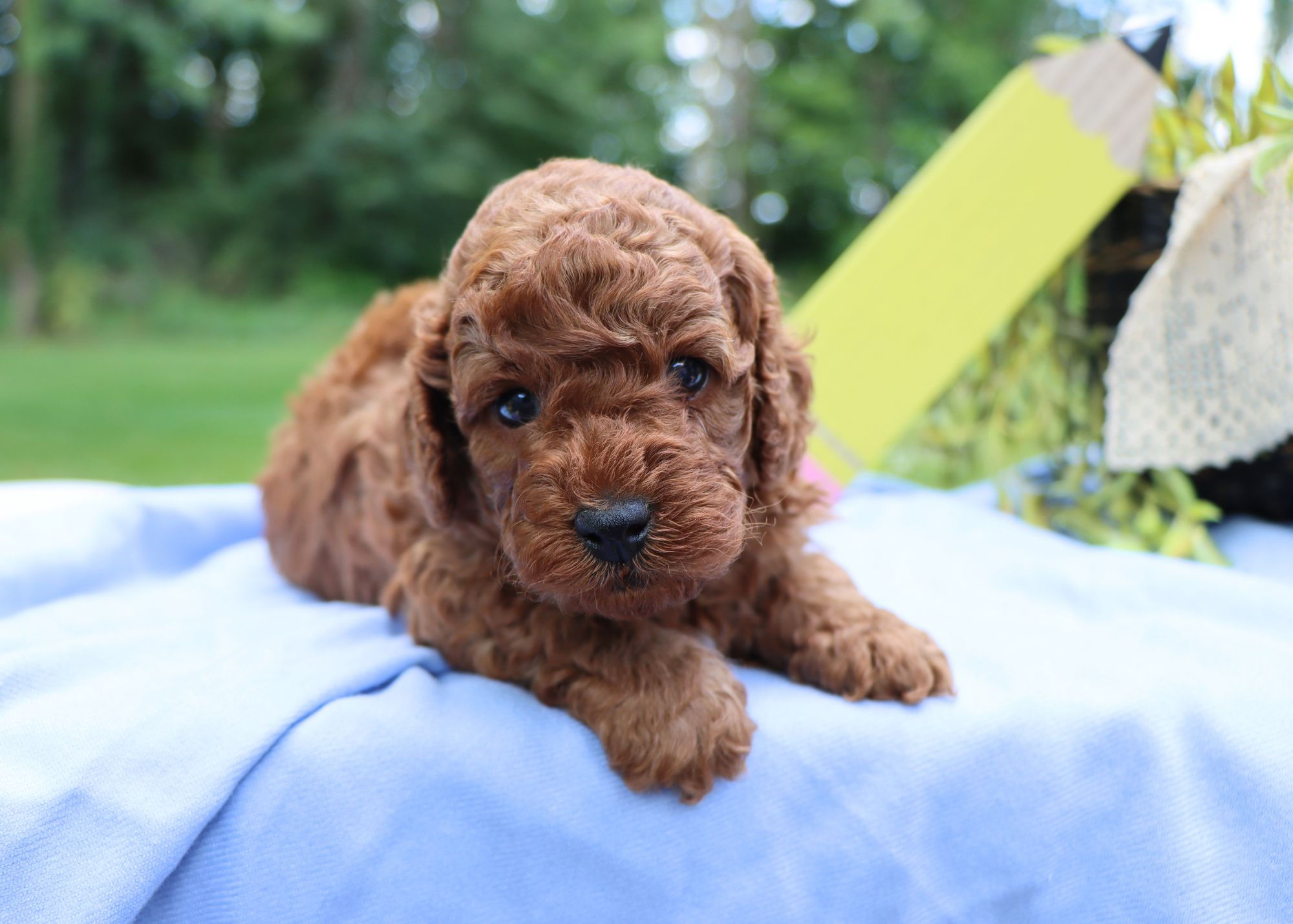 Toy Poodle Puppy For Sale 