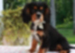 Cavalier King Charles Spaniel Puppy For Sale Indiana