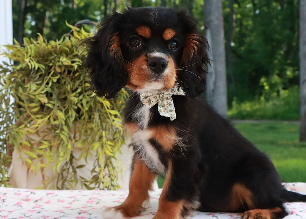 Cavalier King Charles Spaniel Puppy For Sale Indiana