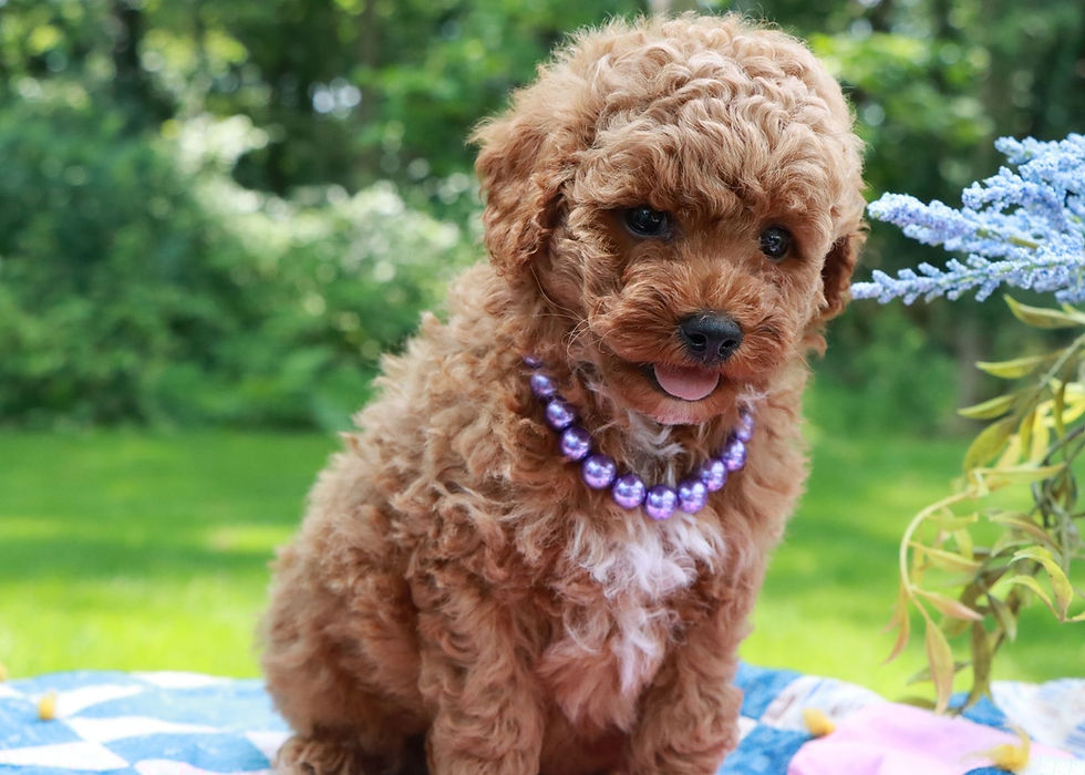 Thumbnail: Mini Poodle Puppy For Sale 